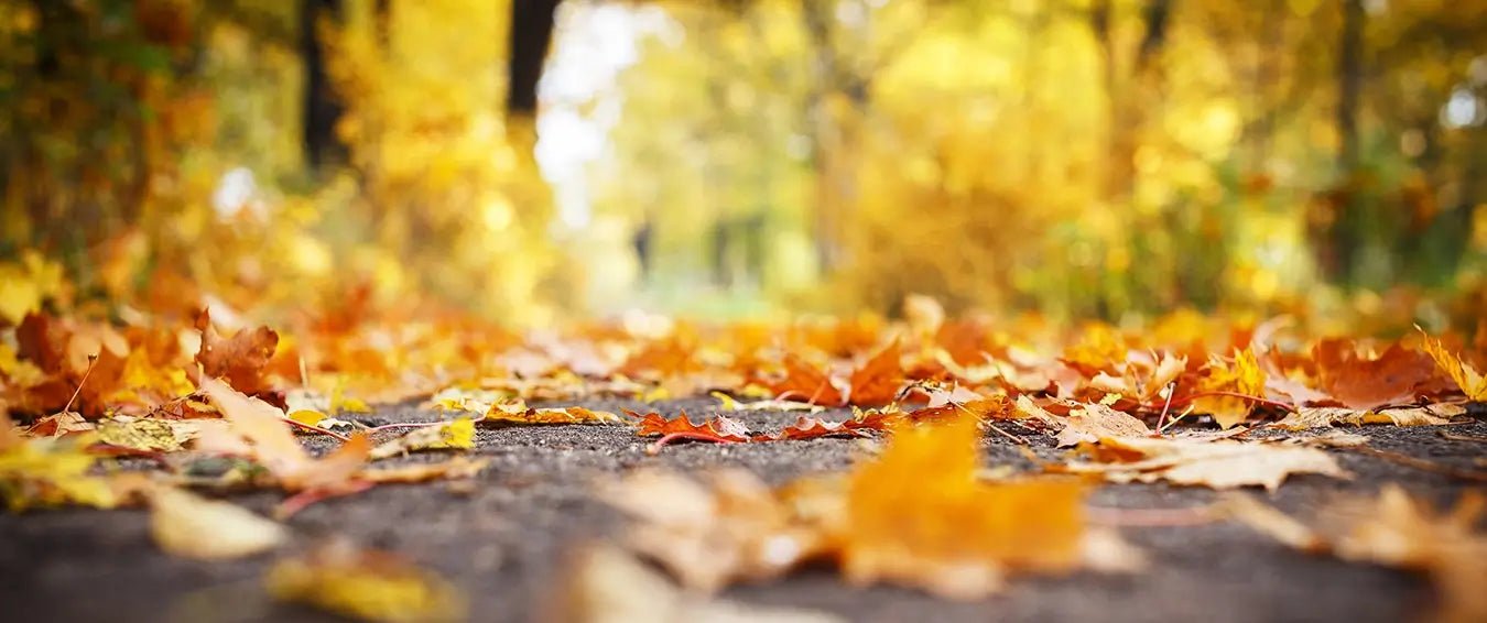 brown leaves on the ground