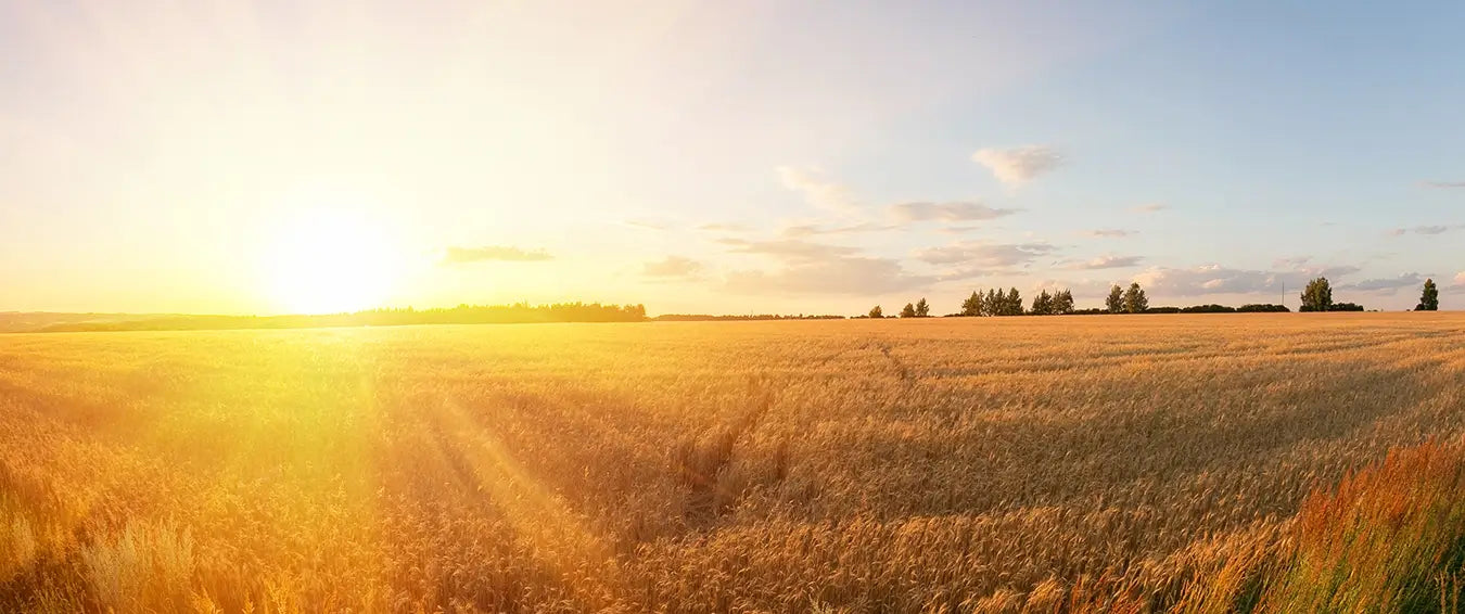 sunrise over a field