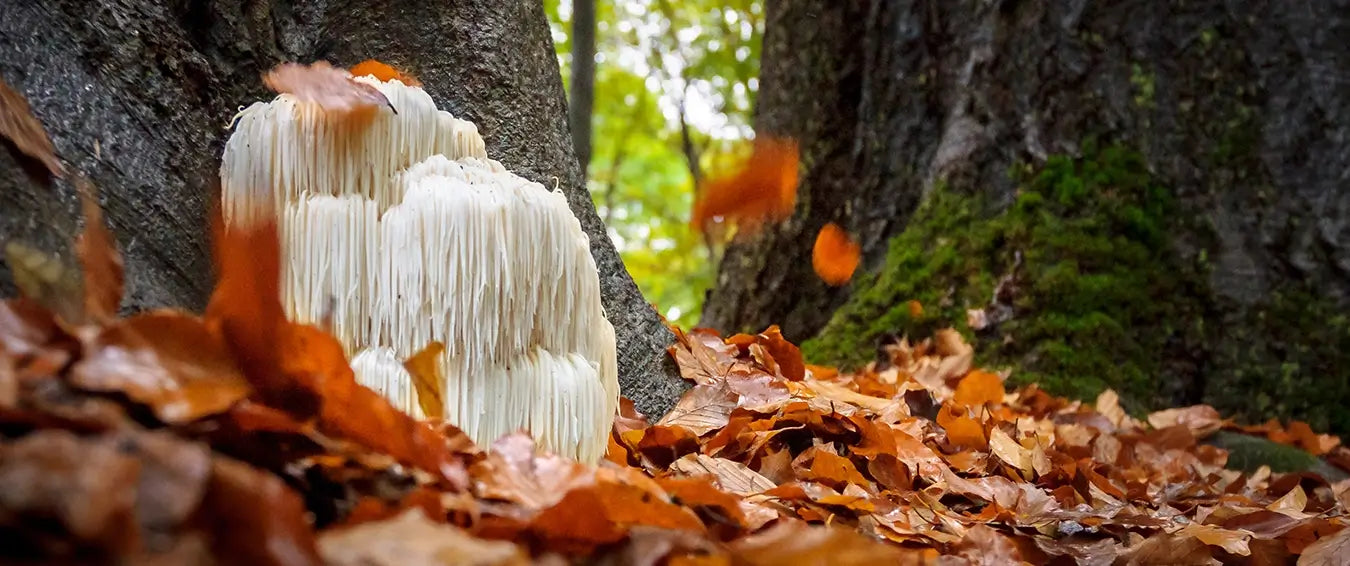 lion's mane in the forest