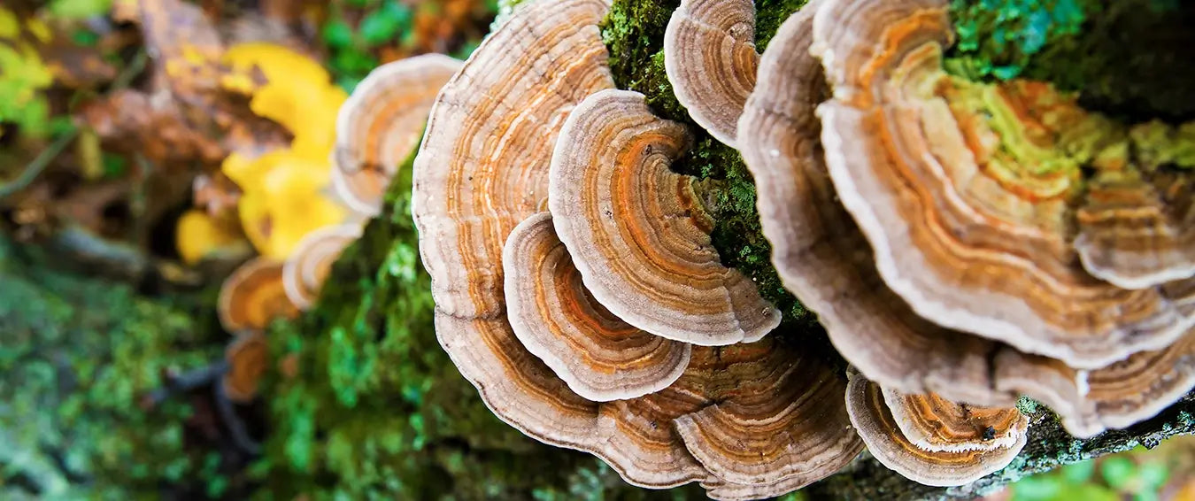 turkey tail mushroom in the forest