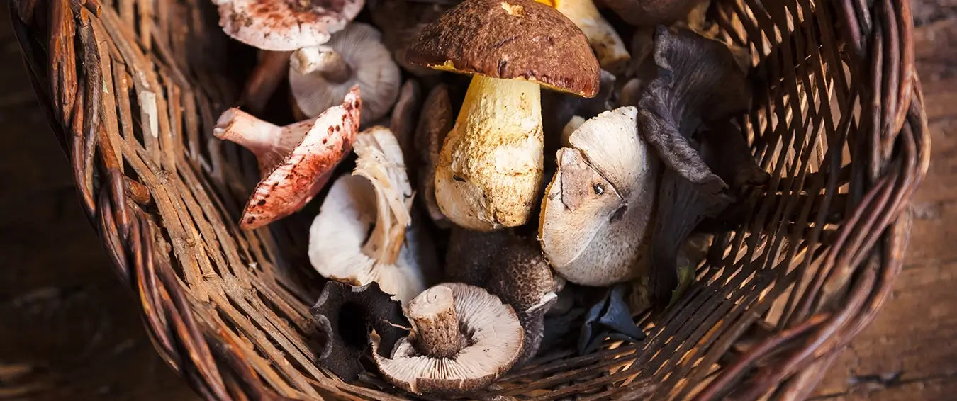 mushrooms in a basket