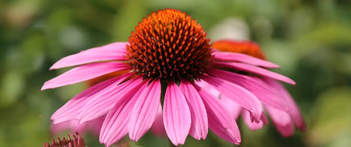 close up of an echinacea flower