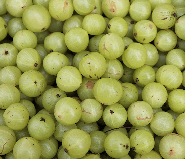 Amla Fruit Extract