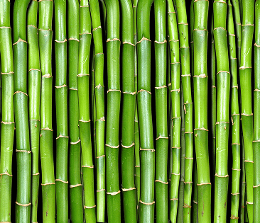 Bamboo Stem & Leaf Extract