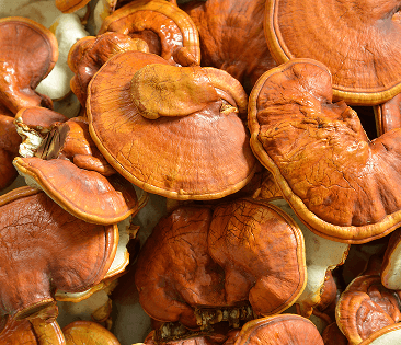 Reishi Mushroom Fruiting Body Extract