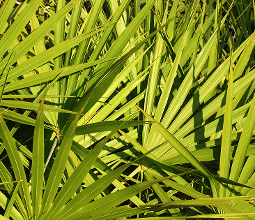 USPlus® Saw Palmetto Berry Extract