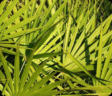 Serevelle™ Saw Palmetto Extract