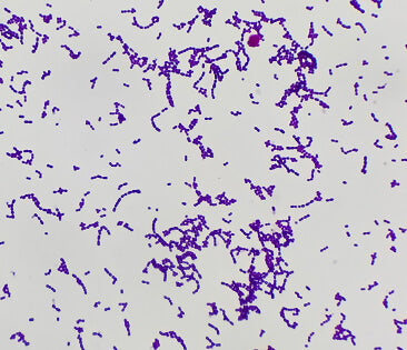Bacillus Coagulans-(heat-tolerant-probiotic-strain)		