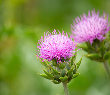 antarctic milk thistle