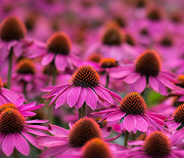 echinacea