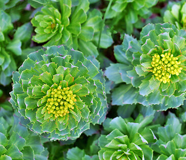 rhodiola rosea