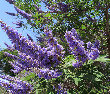 chaste tree berry extract