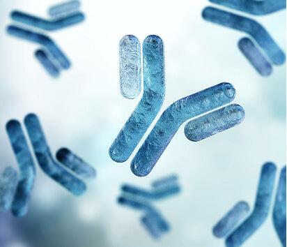 Immunoglobulin G