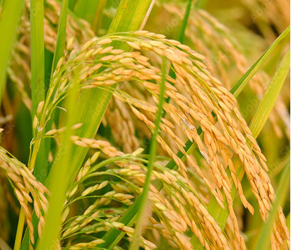 Rice Bean Oil