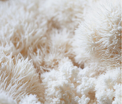 Lions Mane