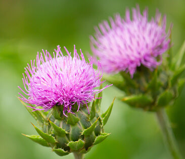 Milk Thistle