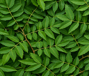 Apresflex - (Boswellia Serrata)