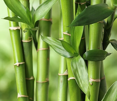 Bamboo Leaf Stem