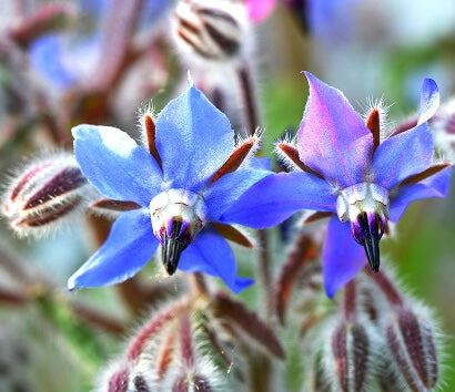 Borage Oil