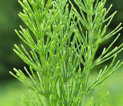 Horsetail Herb