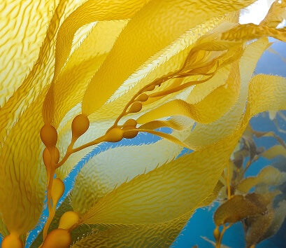 Kelp