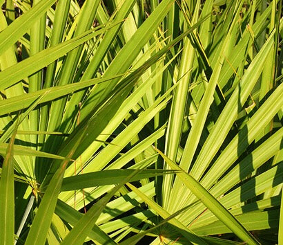 Saw Palmetto